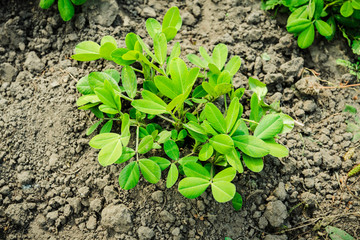 Peanut plant growth on the farm field. Selective focus.
