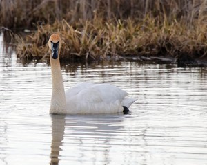 White Trumpeter Swan swimming on the pond looking forward