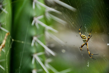 Yellow and black exotic looking spider and cactus