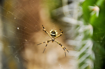 Yellow and black exotic looking spider.