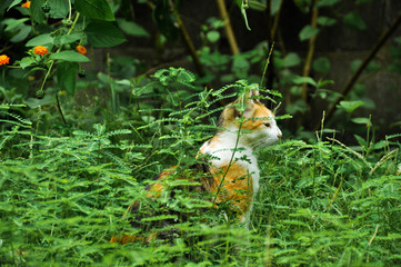 A cat surrounded by plants and flowers