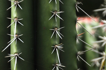 A close up of a cactus with white sharp spikes