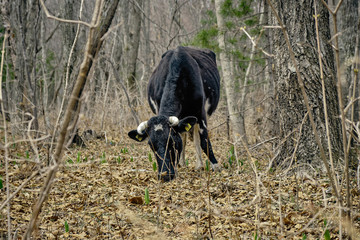 young black cow on a spring meadow in forest. Animal background