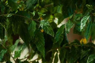 Green leaves texture