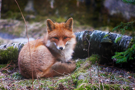 Cute Fox In The Wild