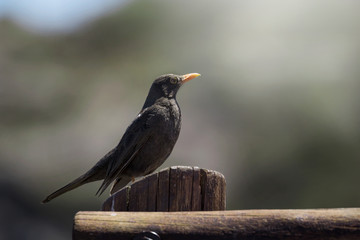Primer plano de un hermoso zorzal chiguanco (Turdus chiguanco) parado sobre un poste, a la izquierda de la imagen y mirando solemnemente hacia la derecha de la foto, con fondo totalmente desenfocado.