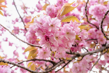 Fototapeta na wymiar Wonderful bokeh macro cherry blossom flowers for your background from New York in April and May. Spring is an amazing time to take photos in Brooklyn and Manhattan for closeups and blooming trees. 