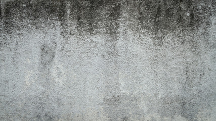 Mold on white cement wall background.