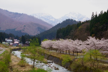 Fototapeta na wymiar 雪国の春、桜並木と里山の風景