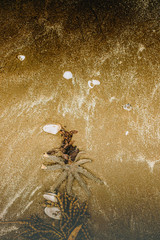 starfish and sea grass on sand