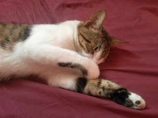 my little cat. this photo work to very things like video of animals 