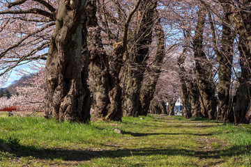 角館の桜　桜並木　トンネル