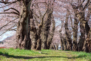 角館の桜　桜並木　トンネル