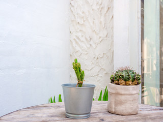 Green cactus in ceramic planter and mini zinc pot on wooden table.