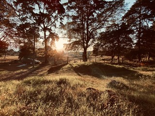 Green autumn landscape