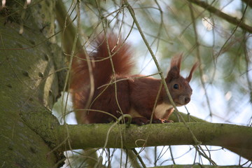 Eichhörnchen auf einem Fichtenast - Sciurus 2