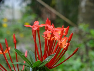 Beautiful images of Flowers and Plants