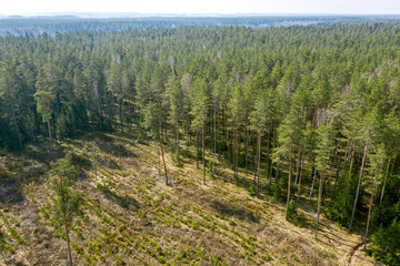 forest regrowth after logging. nature tree nursery. aerial view from flying drone 