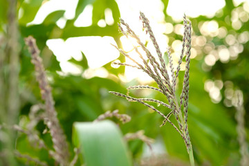 Close up cornflower at corn field with sun light.