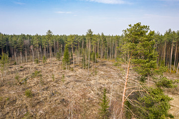 Fototapeta na wymiar aerial drone view of deforestation. illegal cutting of forest. empty forest glade