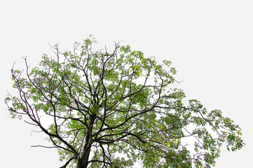 Branches of evergreen trees on isolated, cut plant leaves on a white background with a clipping path.
