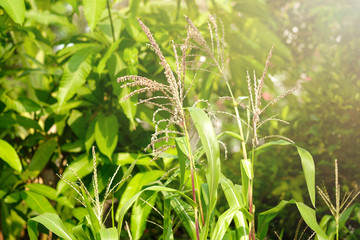 Close up cornflower at corn field with sun light.