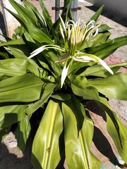 Obraz premium close up of a plant