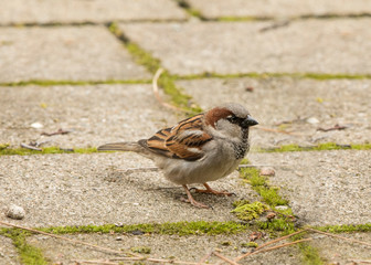 sparrow on the ground