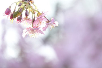 Naklejka premium 河津桜