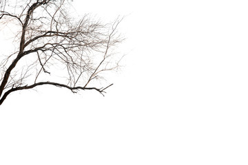 Dry trees with dry twigs on a white background with the clipping path.