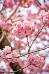 
Wonderful bokeh macro cherry blossom flowers for your background from New York in April and May. Spring is an amazing time to take photos in Brooklyn and Manhattan for closeups and blooming trees.
