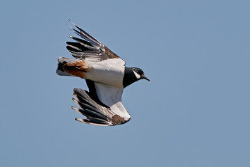 Northern lapwing (Vanellus vanellus)