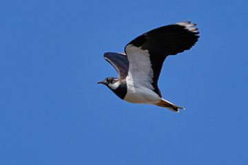 Northern lapwing (Vanellus vanellus)