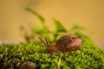 Cute small snail garden crawling slowly on the ground