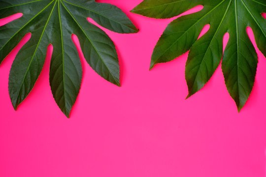 Green Tropical Leaf On  Pink Neon Background.Flat Lay Green Tropical Leaf.Creative Layout Tropic Leaves Frame With Copy Space.Nature Bright Layout.Minimalist Summer Layout.