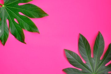 Fototapeta na wymiar Green tropical leaf on bright pink neon background.Flat lay green tropical leaf.Creative layout tropic leaves frame with copy space.Nature bright layout.Minimalist summer layout.