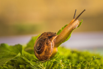 Cute small snail garden crawling slowly on the ground