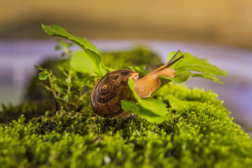 macro image of common garden snail on moss