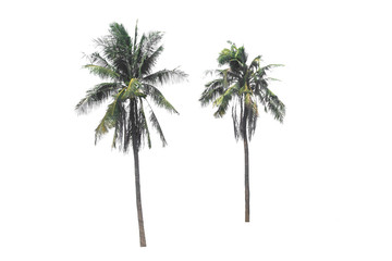 Groups of coconut trees on a white background with the  clipping path..