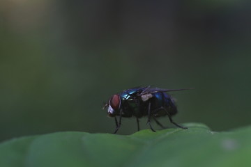 
1777/5000
Diptera is an order of classification from the Insect class (insect) based on its wings...