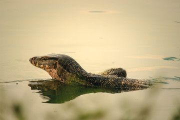 Varanus bengalesis swimming in the lake