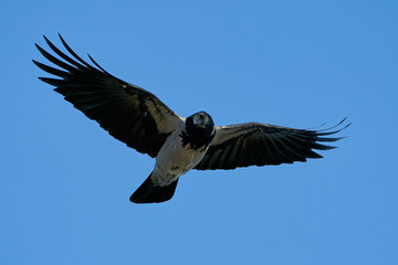 Hooded crow (Corvus cornix)