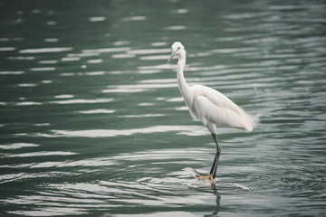 White heron, bittern,or egret bird walking and hunting fish from the river