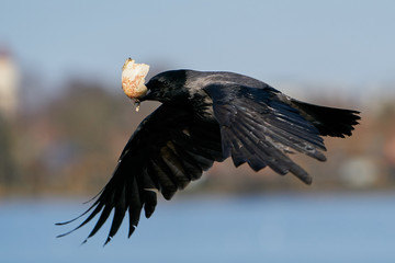 Hooded crow (Corvus cornix)