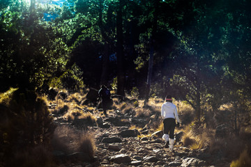 Fototapeta premium in the woods