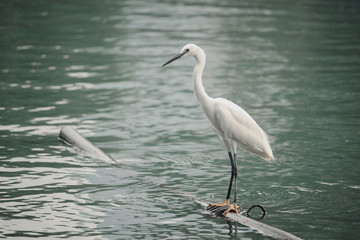 White heron, bittern,or egret bird walking and hunting fish from the river