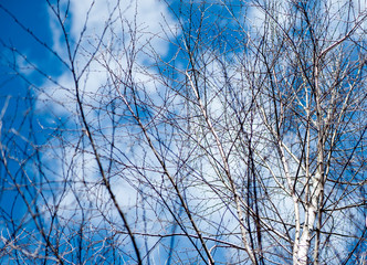 Branches of birch without leaves on a background of blue sky. Spring natural background.