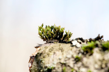 Naklejka na ściany i meble Green forest moss on a tree. close-up selective focus. Natural spring, autumn background. Macro photography