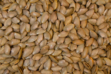 Fresh Clams at seafood market, top view.