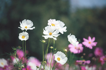 White cosmos flower blooming pink cosmos flower field, beautiful vivid natural summer garden outdoor park image.